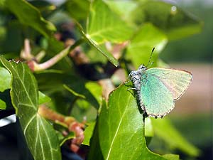 Green Hairstreak